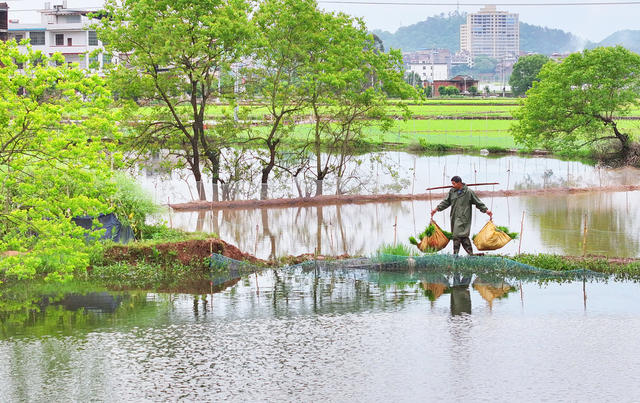 谷雨 农事 早稻 插秧