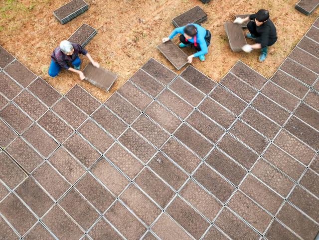 早稻
粮食
道县
集中育秧