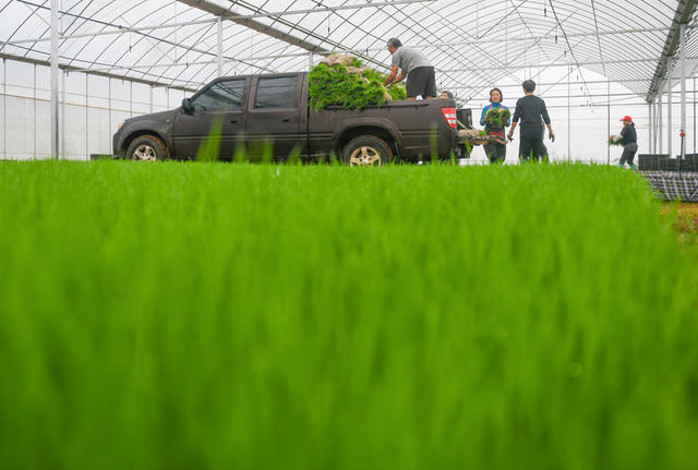 早稻
粮食
道县
集中育秧