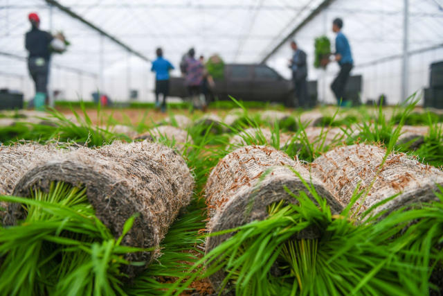 早稻
粮食
道县
集中育秧