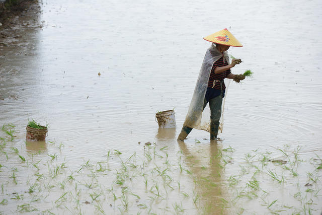 春耕 插田 早稻 秧苗 插秧