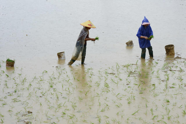 春耕 插田 早稻 秧苗 插秧