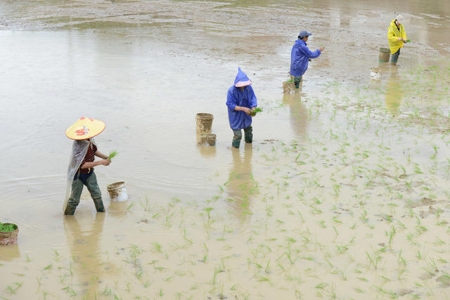 春耕 插田 早稻 秧苗 插秧