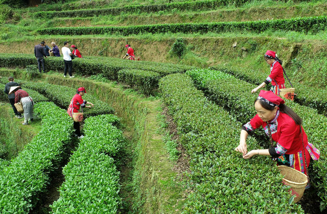 湖南桂东 “畲家茶” 乡村振兴  “蓝老爹”