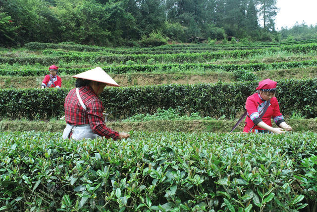 湖南桂东 “畲家茶” 乡村振兴  “蓝老爹”