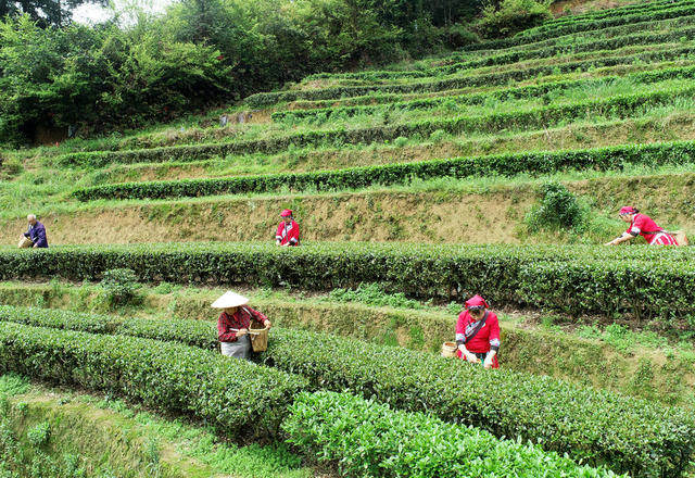 湖南桂东 “畲家茶” 乡村振兴  “蓝老爹”