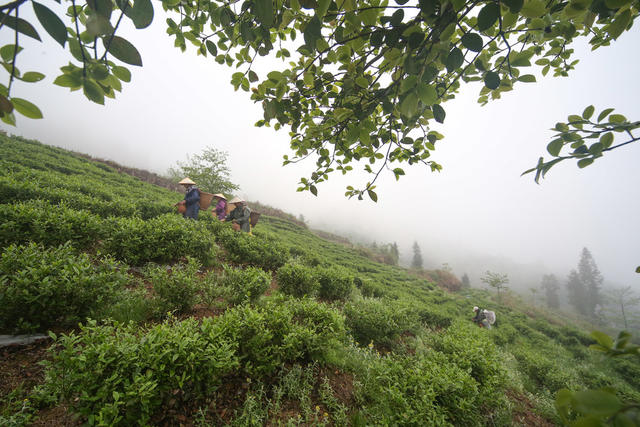 湖南，湘西，节气，谷雨，采茶，农事