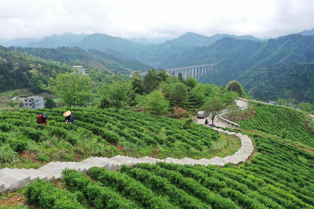 湖南，湘西，节气，谷雨，采茶，农事