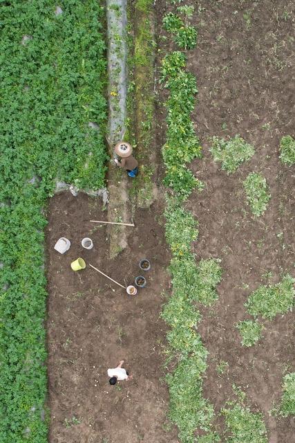 农民 湘西 土家族 节气 农时 苗族 吉首 马铃薯 谷雨 田间 景象  收获