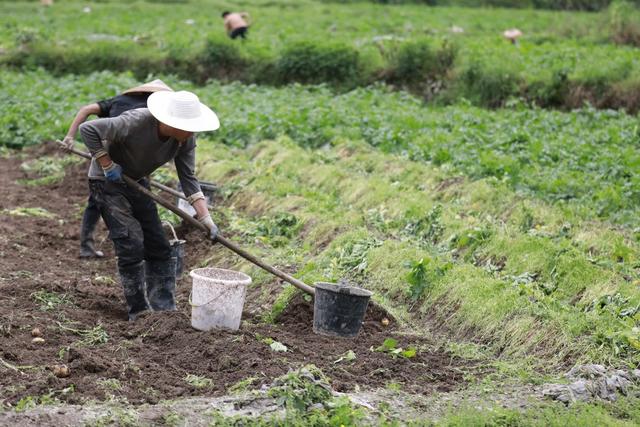 农民 湘西 土家族 节气 农时 苗族 吉首 马铃薯 谷雨 田间 景象  收获