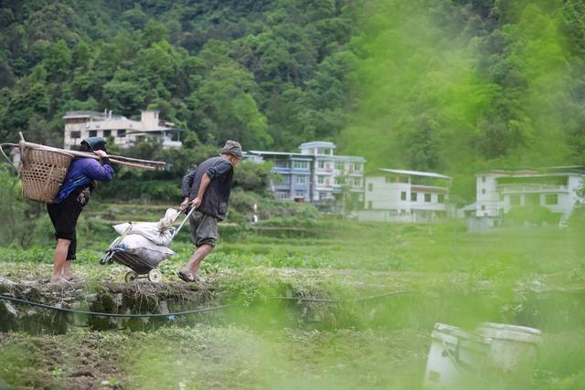 农民 湘西 土家族 节气 农时 苗族 吉首 马铃薯 谷雨 田间 景象  收获