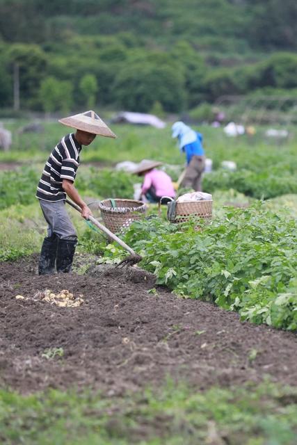 农民 湘西 土家族 节气 农时 苗族 吉首 马铃薯 谷雨 田间 景象  收获