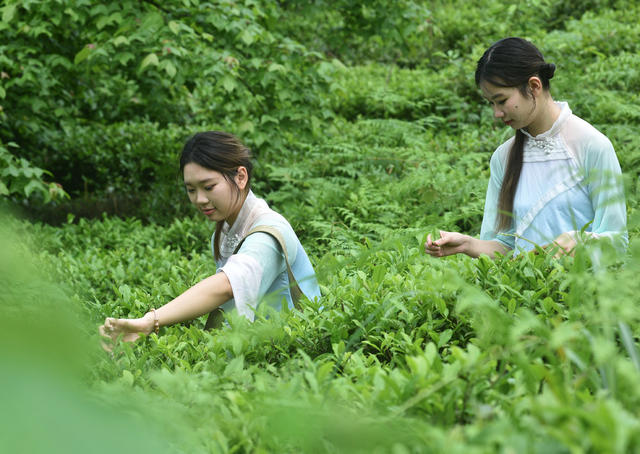 蓝山：谷雨时节茶园美
