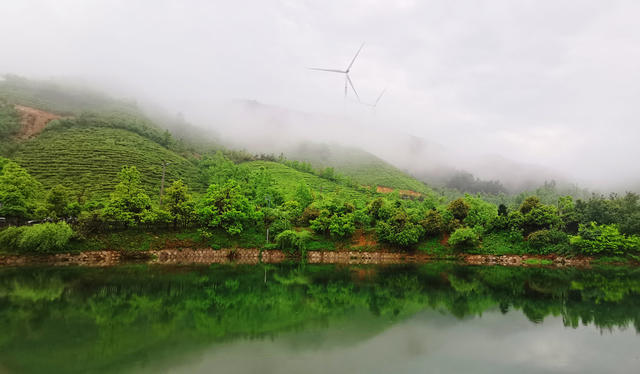 蓝山：谷雨时节茶园美