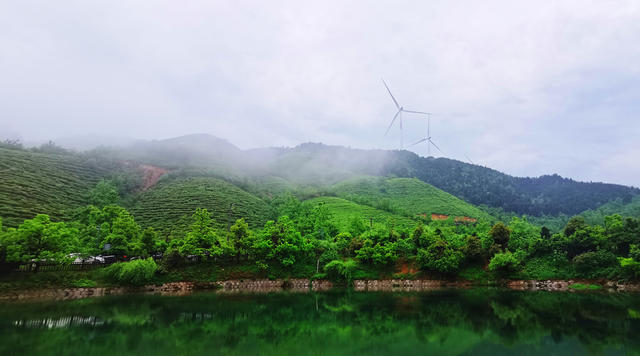 蓝山：谷雨时节茶园美
