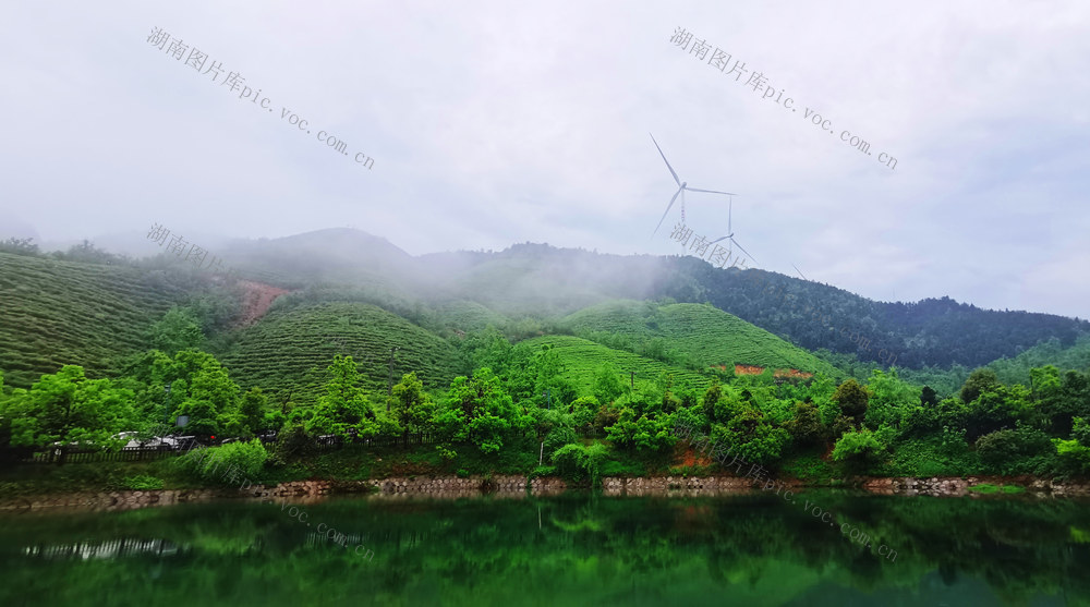 蓝山：谷雨时节茶园美