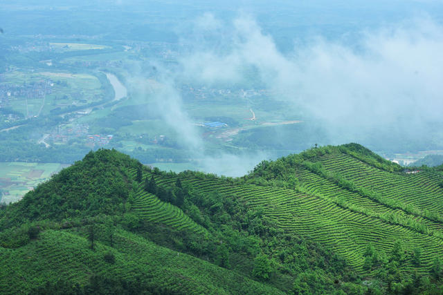 蓝山：谷雨时节茶园美