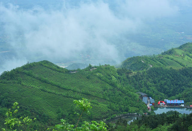 蓝山：谷雨时节茶园美