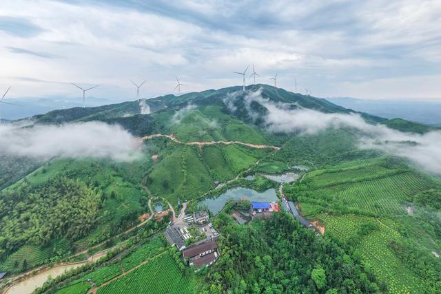 谷雨 茶园 生态 自然 风景 茶乡