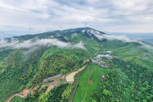 谷雨 茶园 生态 自然 风景 茶乡