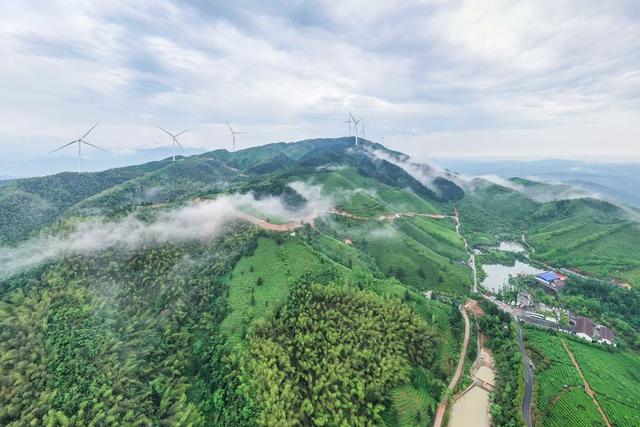 谷雨 茶园 生态 自然 风景 茶乡