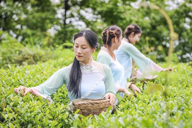 茶园 文旅 旅游 体验 采茶