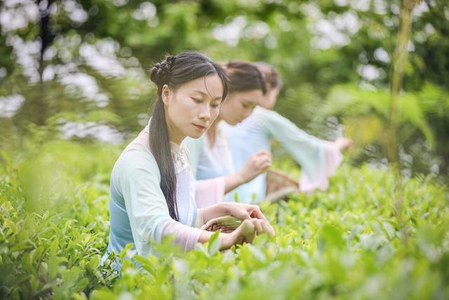 茶园 文旅 旅游 体验 采茶