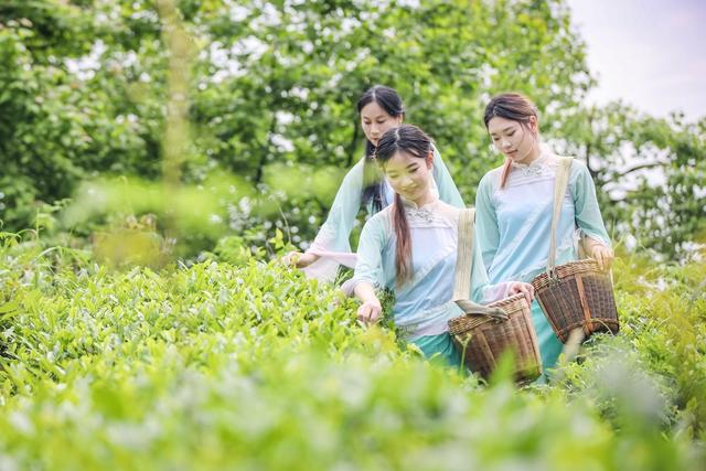 茶园 文旅 旅游 体验 采茶
