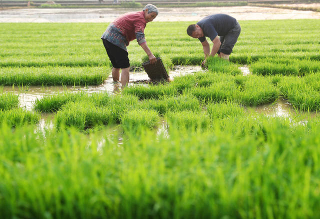 早稻 插秧 清明