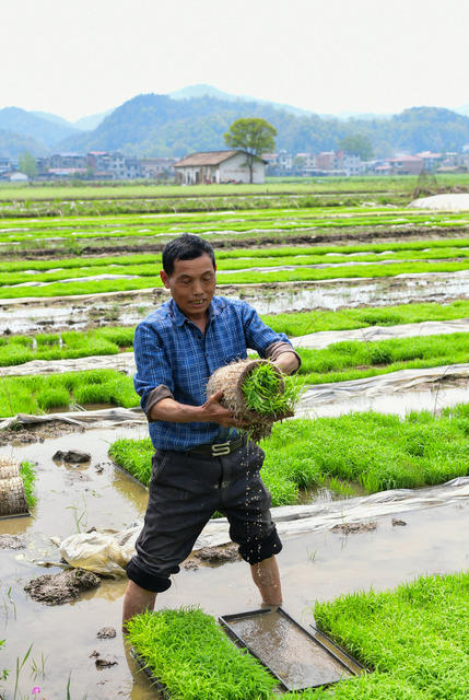 浏阳 插秧
