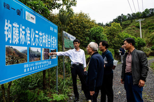武冈市   通道县   中药材产业  学习取经