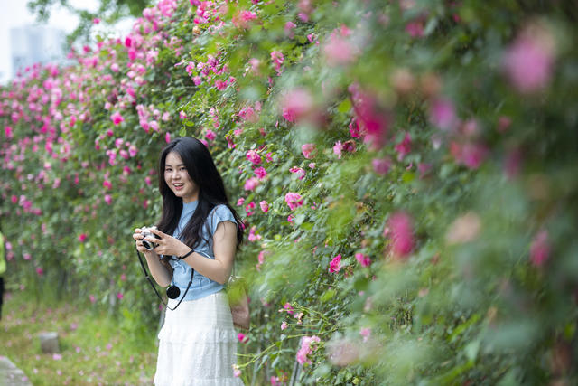 湖南娄底 蔷薇花 四月天 暮春 周末时光