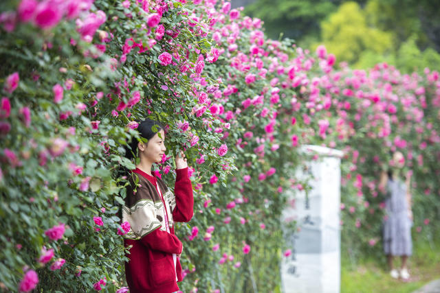 湖南娄底 蔷薇花 四月天 暮春 周末时光