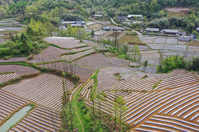 湖南，湘西，产业，乡村，地膜，美丽