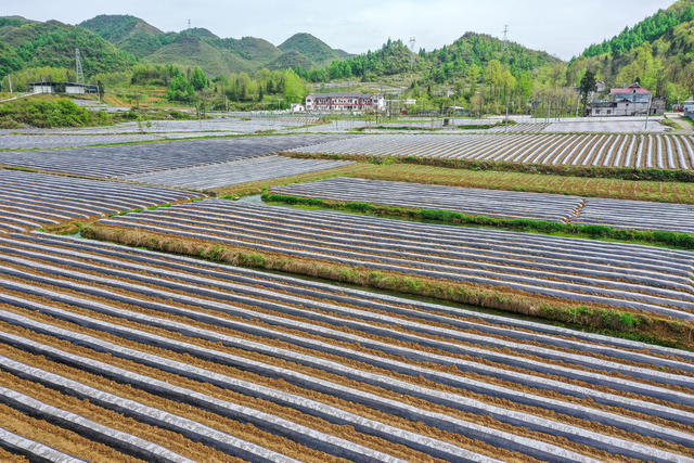湖南，湘西，产业，乡村，地膜，美丽