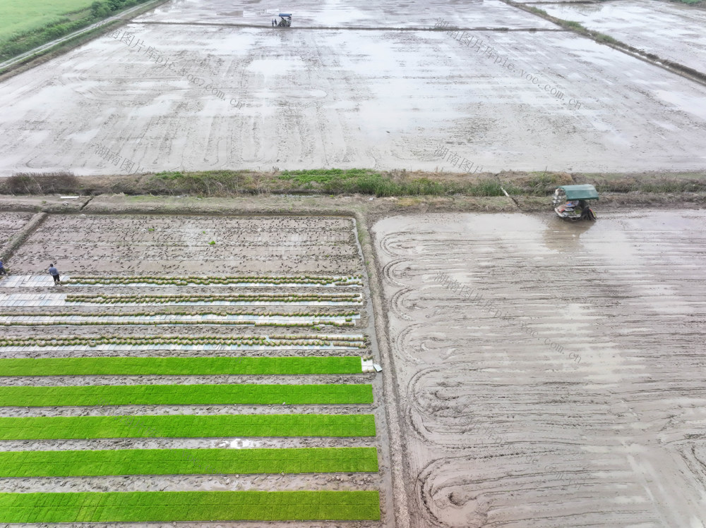 谷雨节气  粮食安全  早稻生产  跨省农机服务  插秧机  农机手