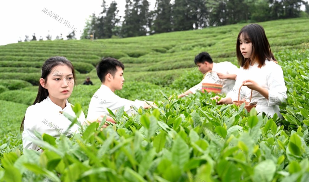 湖南城市学院 种植与采摘