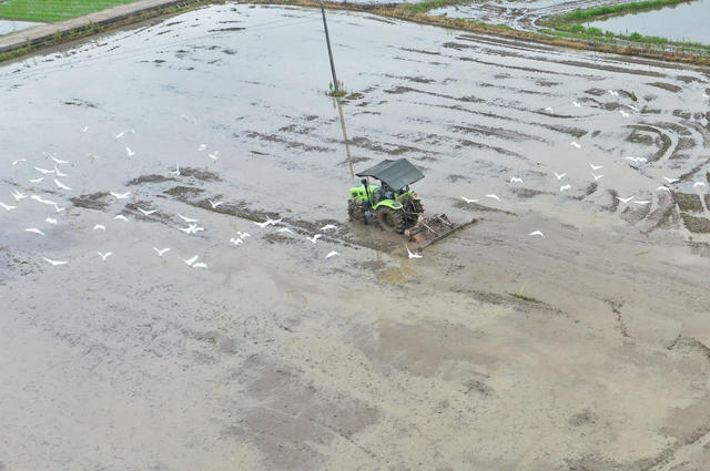 白鹭 生态 田野