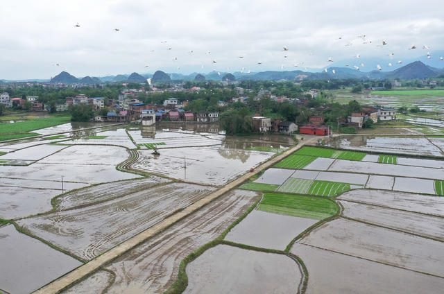 白鹭 生态 田野