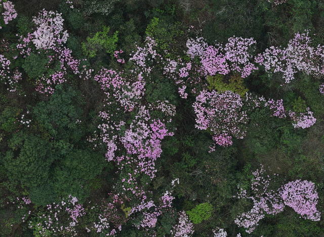 自然保护区  云锦杜鹃 高山杜鹃 大钟杜鹃 鹿角杜鹃