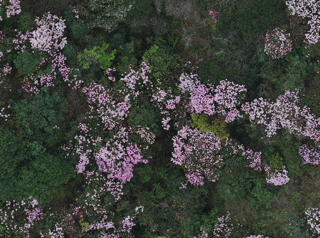 自然保护区  云锦杜鹃 高山杜鹃 大钟杜鹃 鹿角杜鹃