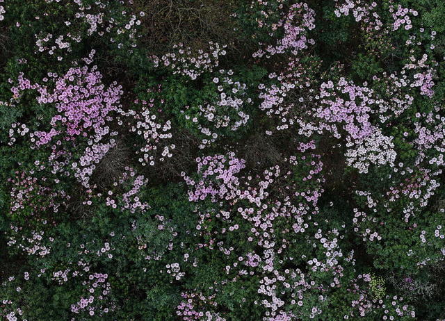 自然保护区  云锦杜鹃 高山杜鹃 大钟杜鹃 鹿角杜鹃