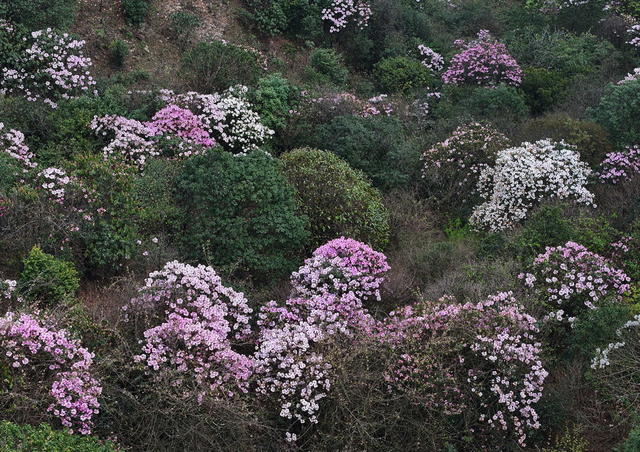 自然保护区  云锦杜鹃 高山杜鹃 大钟杜鹃 鹿角杜鹃
