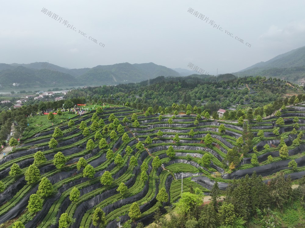 大叶茶 黑茶  茶园 安化 谷雨