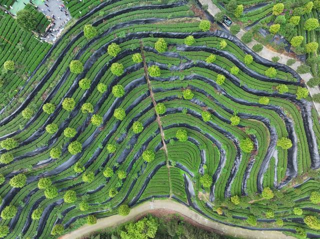 大叶茶 黑茶  茶园 安化 谷雨