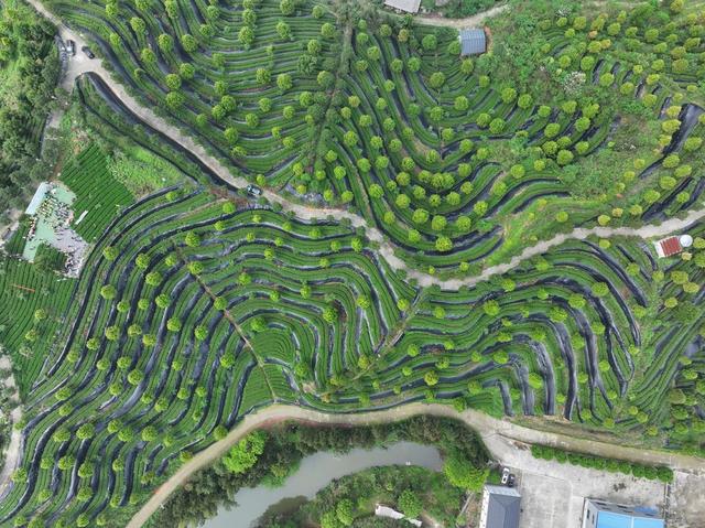 大叶茶 黑茶  茶园 安化 谷雨