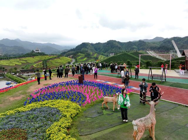 茶乡花海 茶园 花海 黑茶 