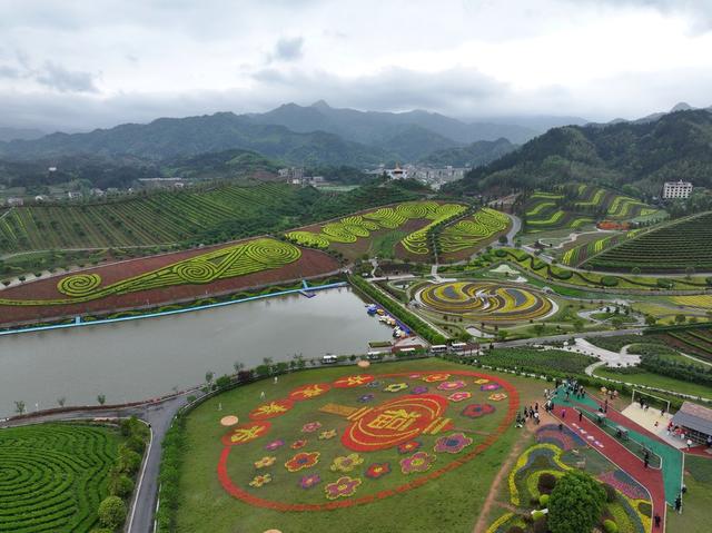 茶乡花海 茶园 花海 黑茶 