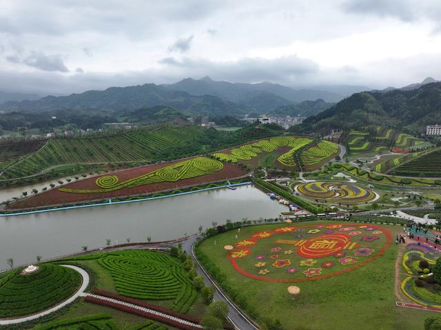 茶乡花海 茶园 花海 黑茶 