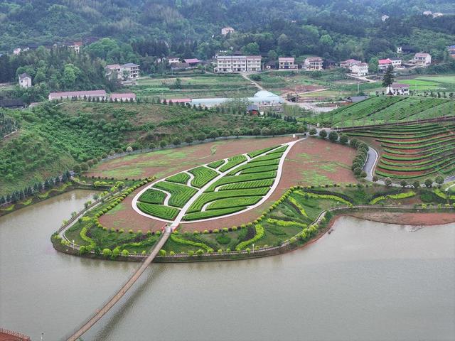 茶乡花海 茶园 花海 黑茶 